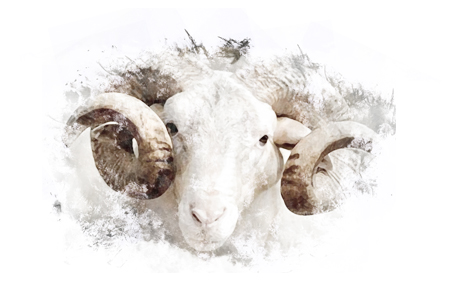 Adak Akika Şükür (Yurtdışı)